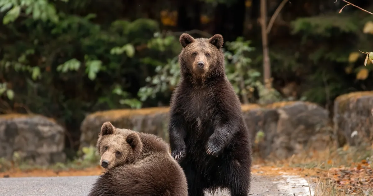 MAGUS SEIKLUS | Loomaaiast põgenenud karud leidsid midagi väga ahvatlevat