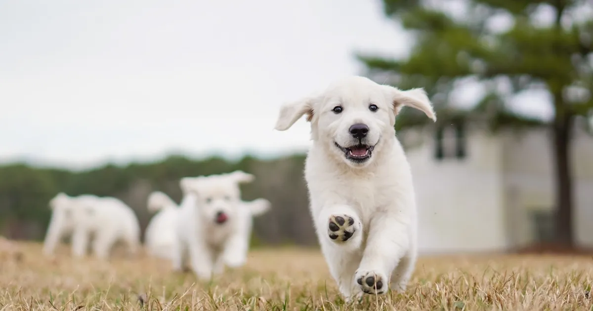 VIDEO ⟩ Hoiukodus olev kutsikas tegi lõpuks midagi, mis näitas, et ta tunneb end turvaliselt