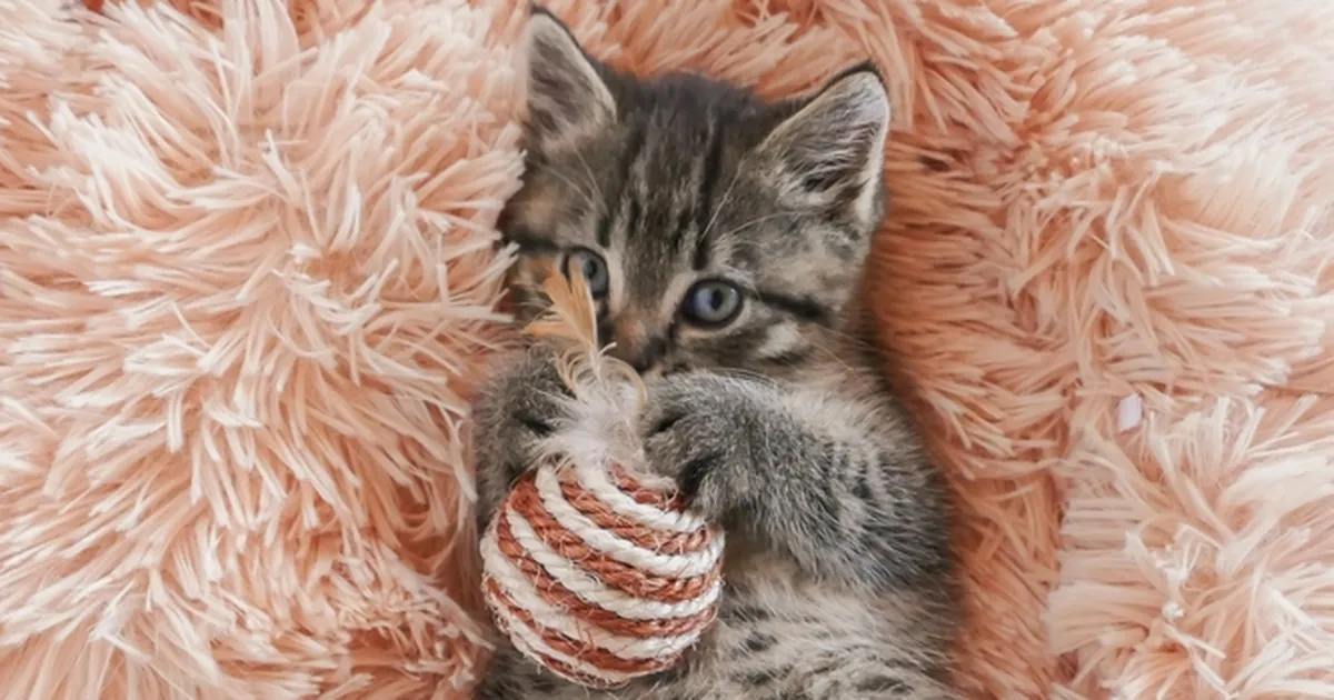 VIDEO ⟩ Naine viis kassipoja tavapärasesse tervisekontrolli – ja jäi kuuldust sõnatuks