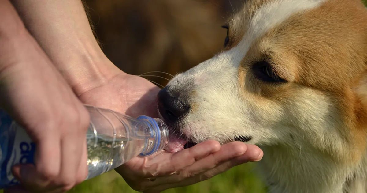 Nõuanded lemmiku jahutamiseks: milline temperatuur võib koerale eluohtlikuks saada?