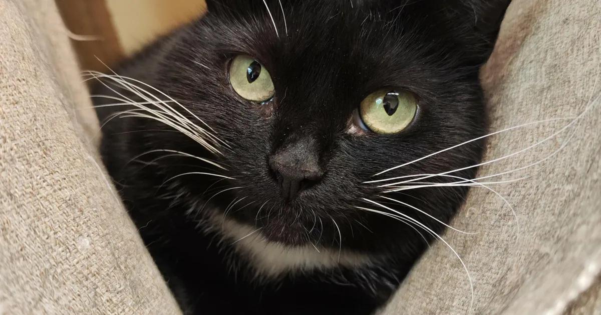 Koduotsija ⟩ Rohesilmne Stiina vajab hädasti kodu või hoiukodu