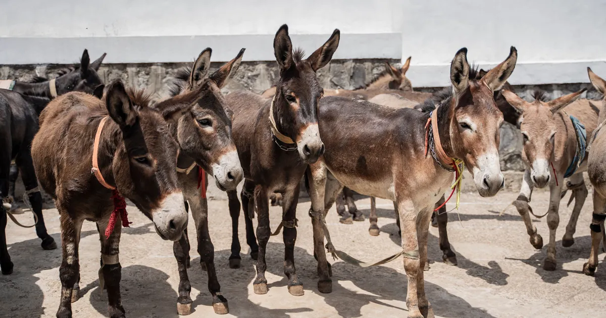 Hiina meditsiini tarbeks tapetakse aastas kuus miljonit eeslit
