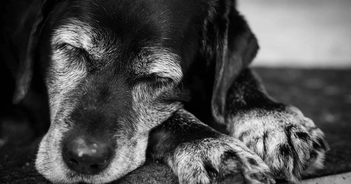 KOHUTAV LEID ⟩ «Lõpuks saime koti lahti ja vaatepilt oli väga õudne: vana koer, lõualuu verine.»