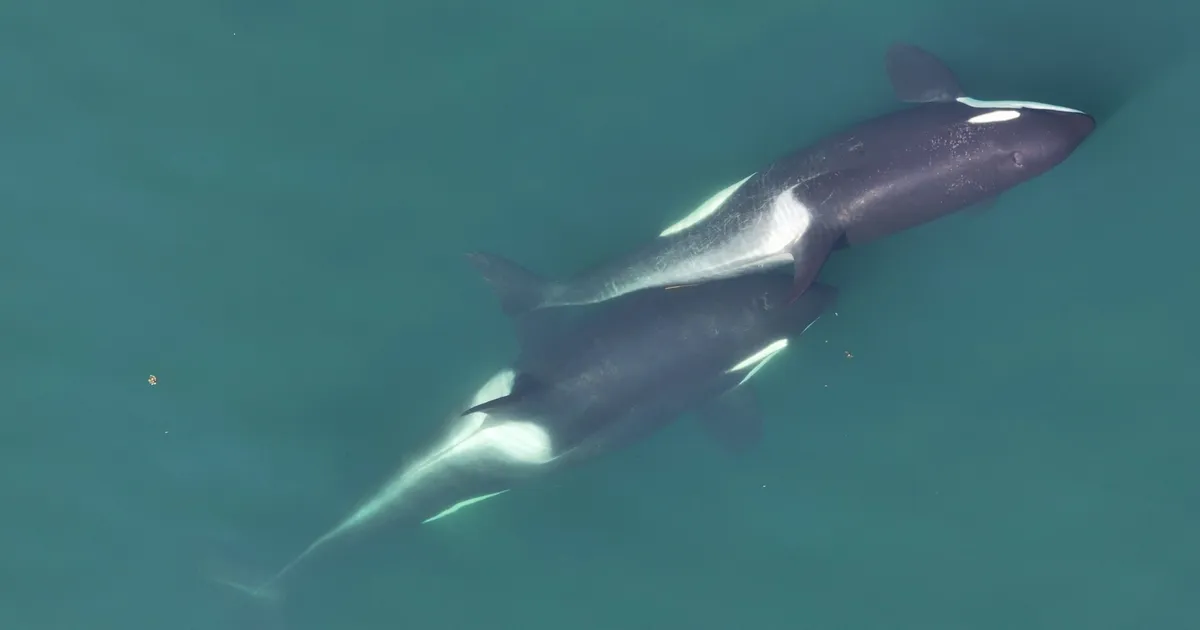 Mõõkvaalad jäid teadlastele vahele millegi enneolematuga