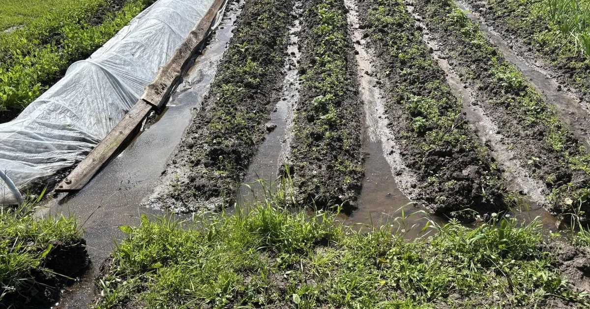 Vihmadest aedadesse jäänud vesi lämmatab taimi ja hävitab vilju