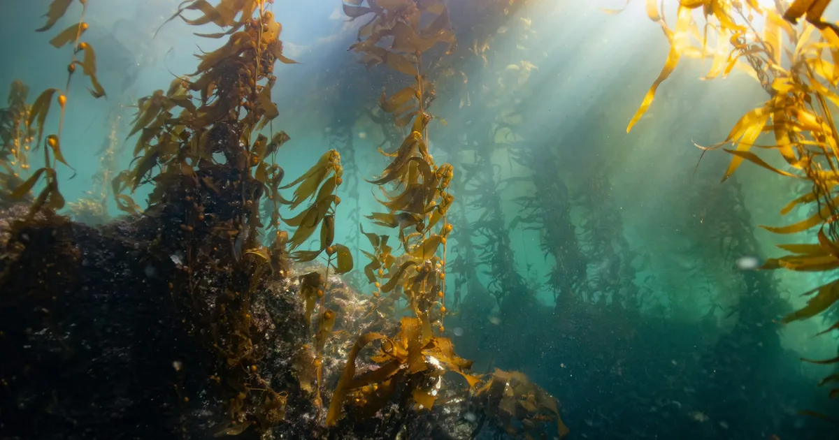 Need näljased tegelased vee all ahmiksid süsihappegaasi mis kole