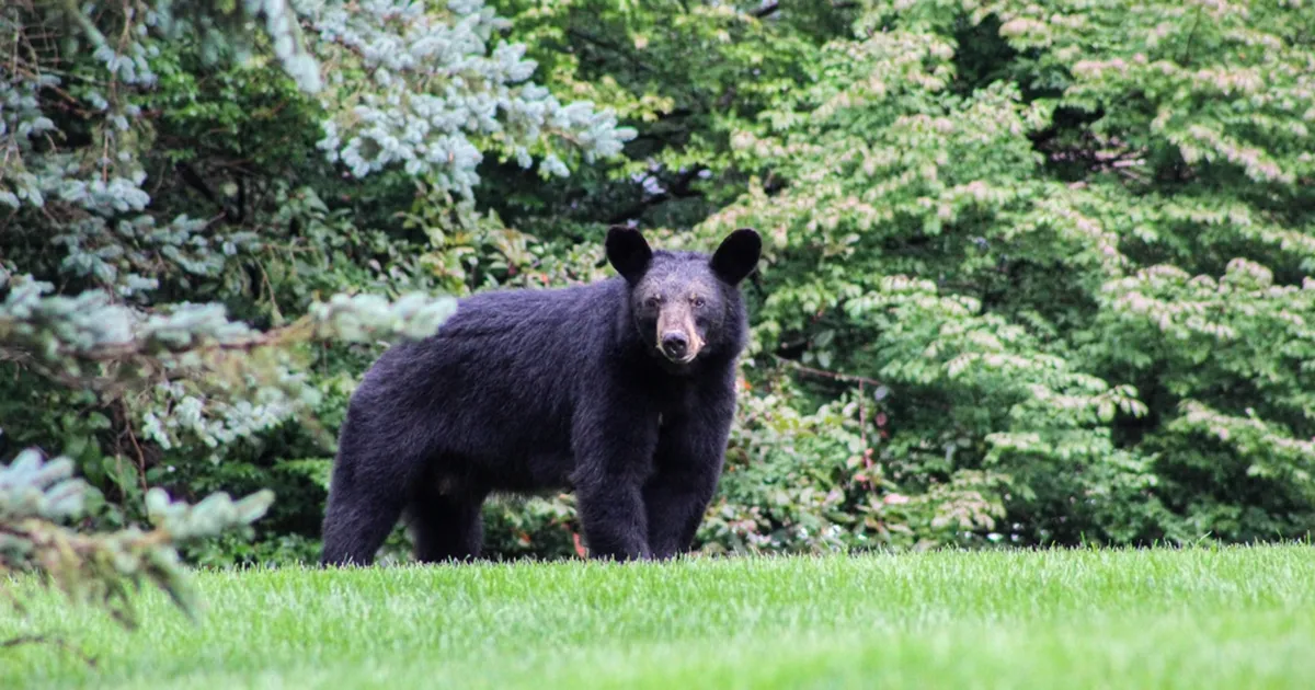 VIDEO ⟩ Lennurajale sattunud must karu tekitas Jaapani lennujaamas paksu pahandust
