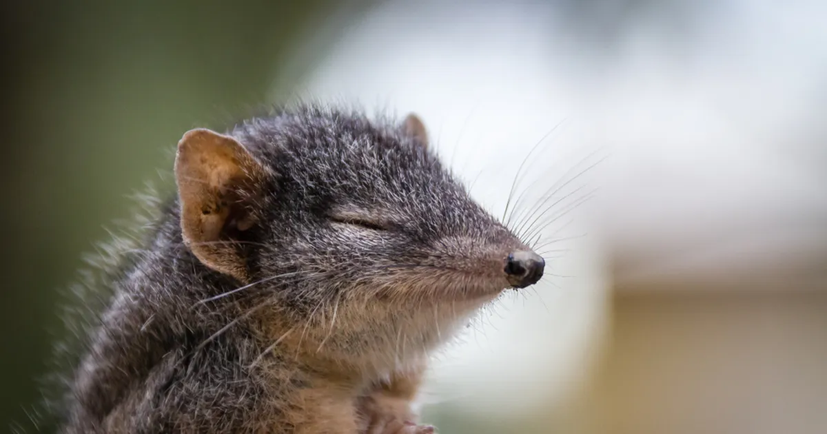 Need viis looma surevad kohe pärast paaritumist