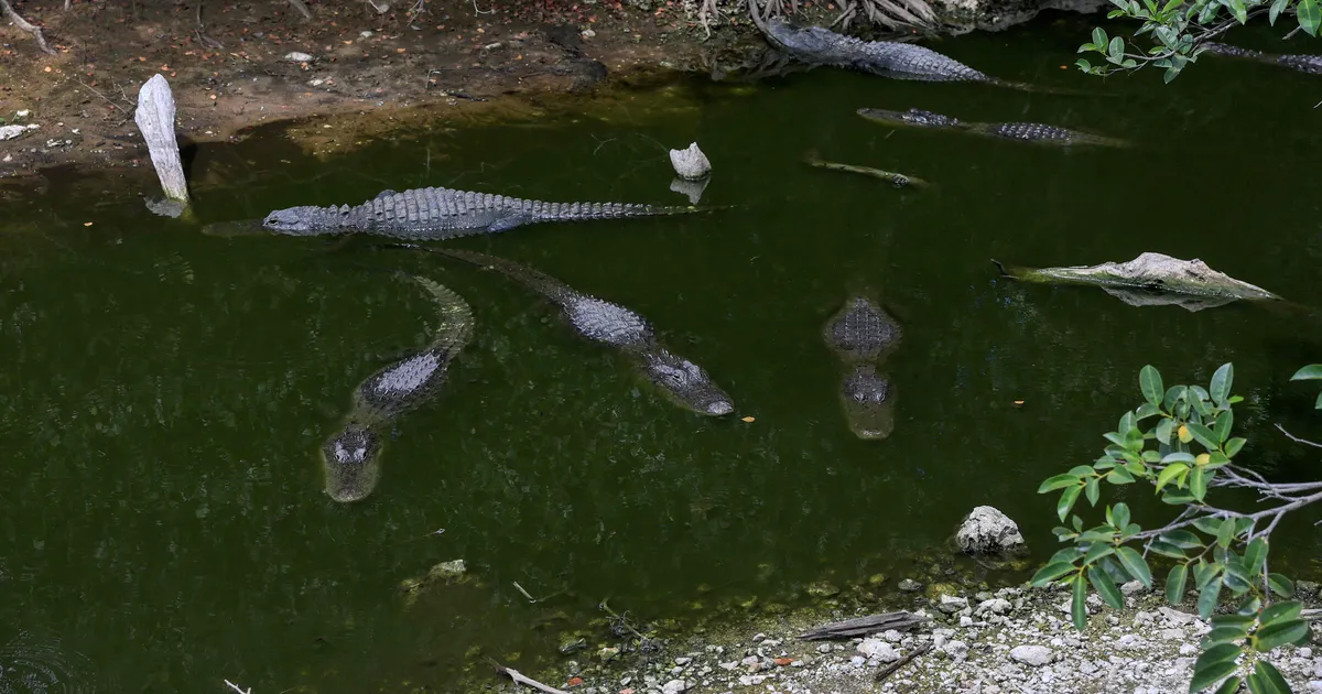 «Alligaatorite Alcatraz»: USA saadab migrandid hambulistest roomajatest ümbritsetud välilaagrisse