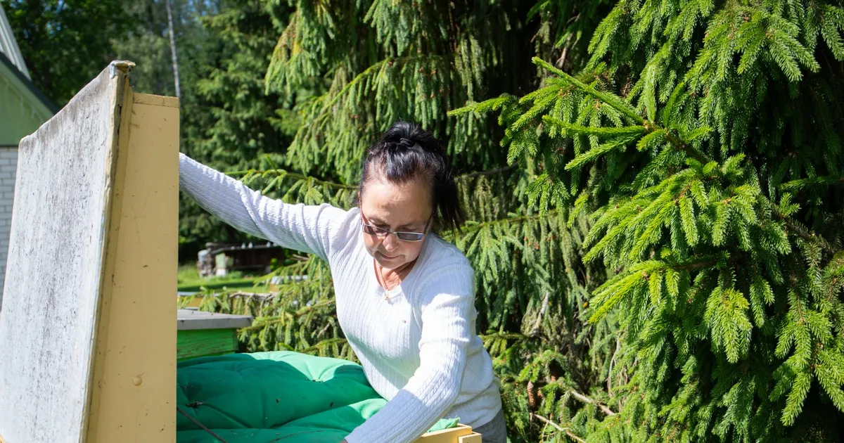 Galerii ⟩ Pärnumaa meepäevad tõid esile mesinduse argipäeva: "Kui emamesilane ei sobi, lüüakse ta mättasse!"