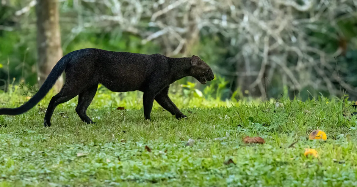Kas kass või saarmas – hoopis jaguarundi, te ei ole tast vist midagi kuulnudki
