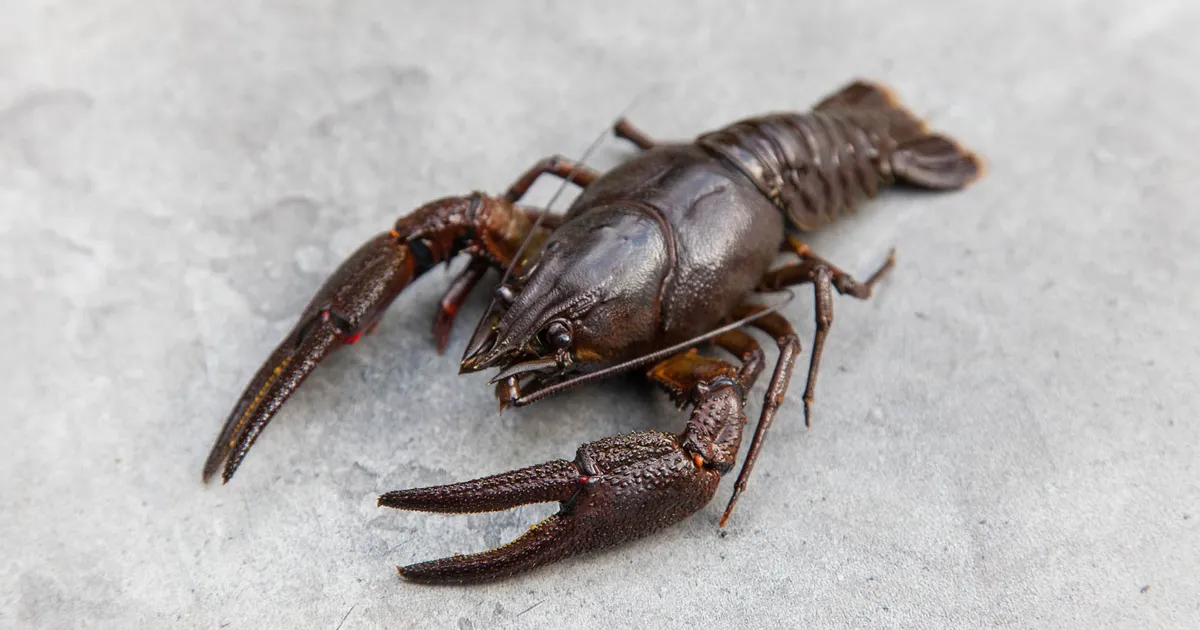 Vähipüügiluba saab taotleda 1. juulist