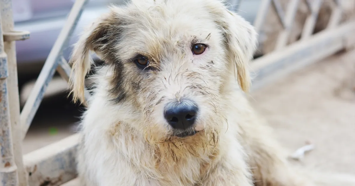 SÜDANTLÕHESTAV | Nad ei lahkunud teineteise kõrvalt isegi mitte kõige hullemal hetkel