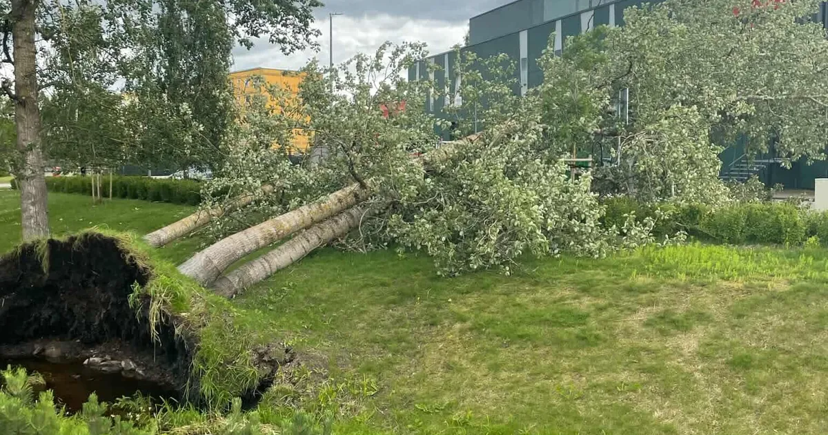 FOTOD JA VIDEO ⟩ Valgas murdis tuuleiil puud, kannatada sai üks auto