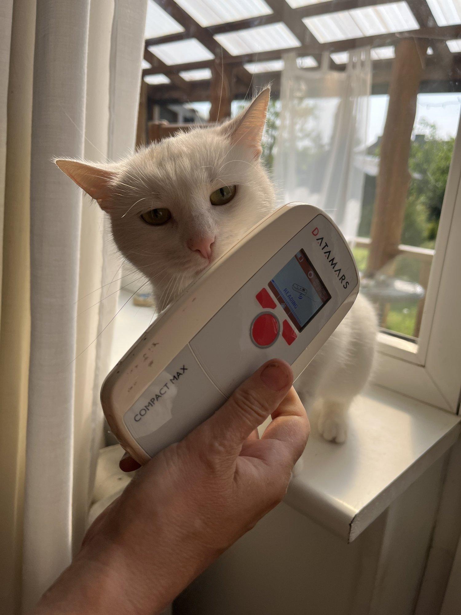 Kaks päeva ja 111 kassi! Loomaarstid läksid Saaremaa kiisudele kodudesse appi