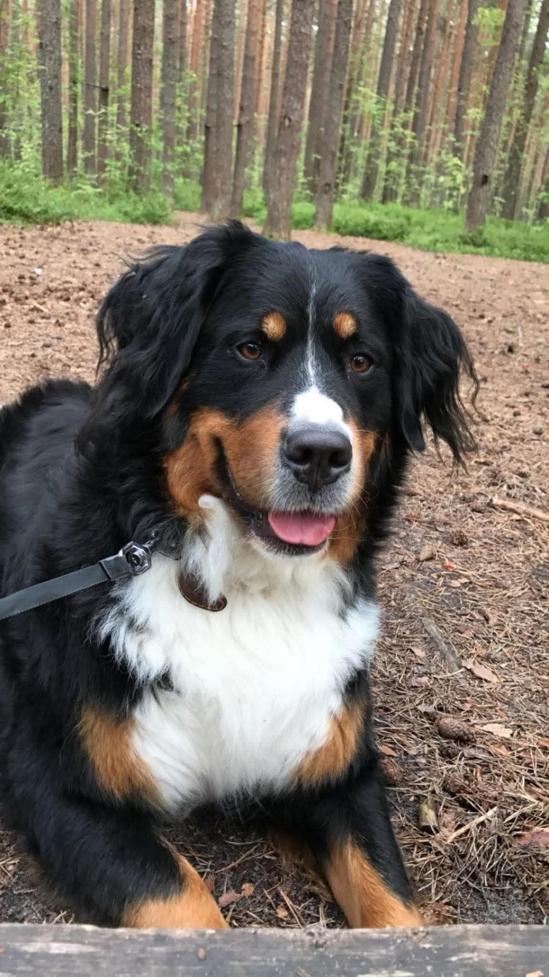 Läbimärg, aga õnnelik! Päevi mööda Pärnumaad taga otsitud Jõssu jõudis koju ja saab GPSi kaela