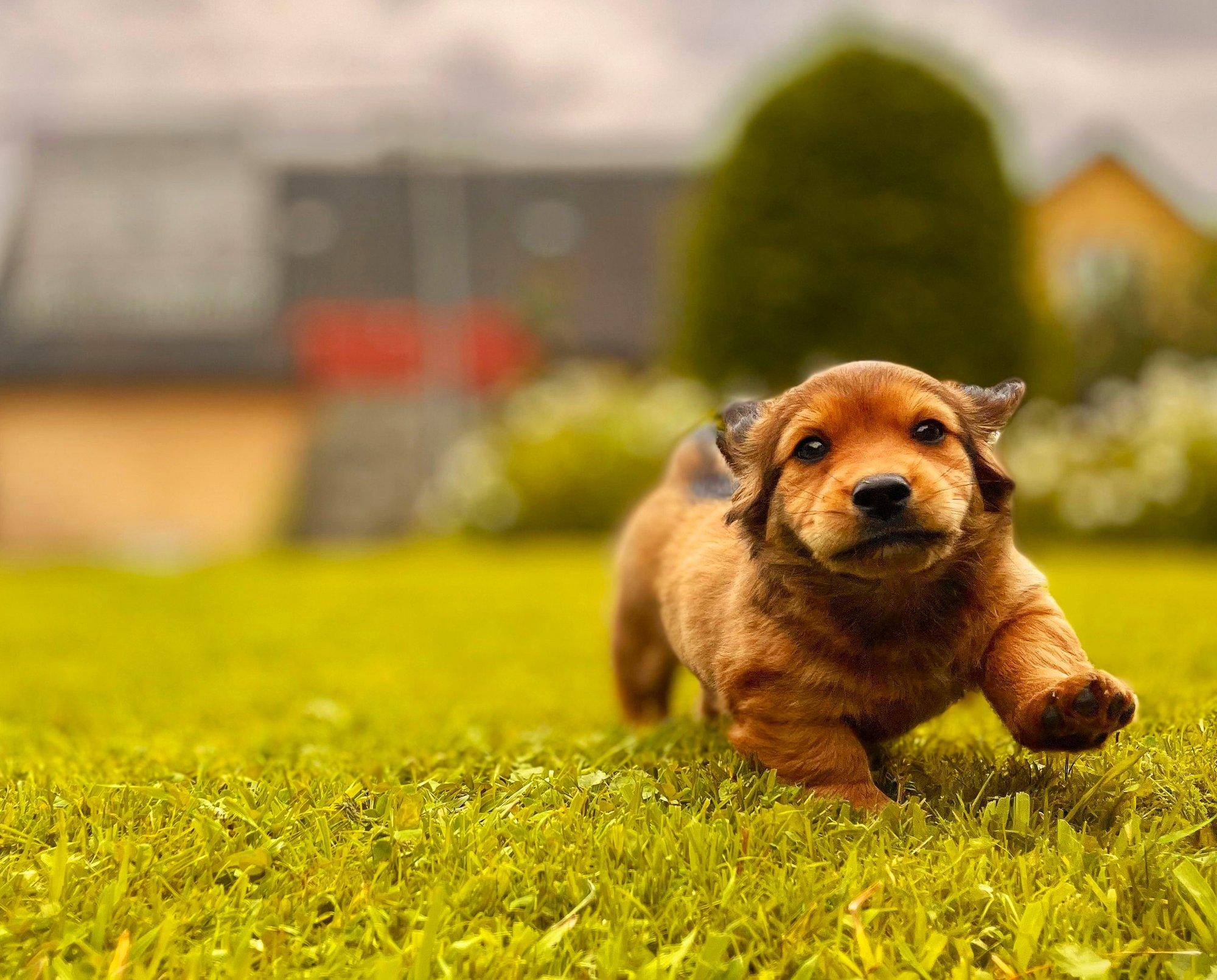 SUVE LEMMIKLOOM | Nii veedavad oma suvepuhkust lugejate karvased ja karvutud sõbrad!