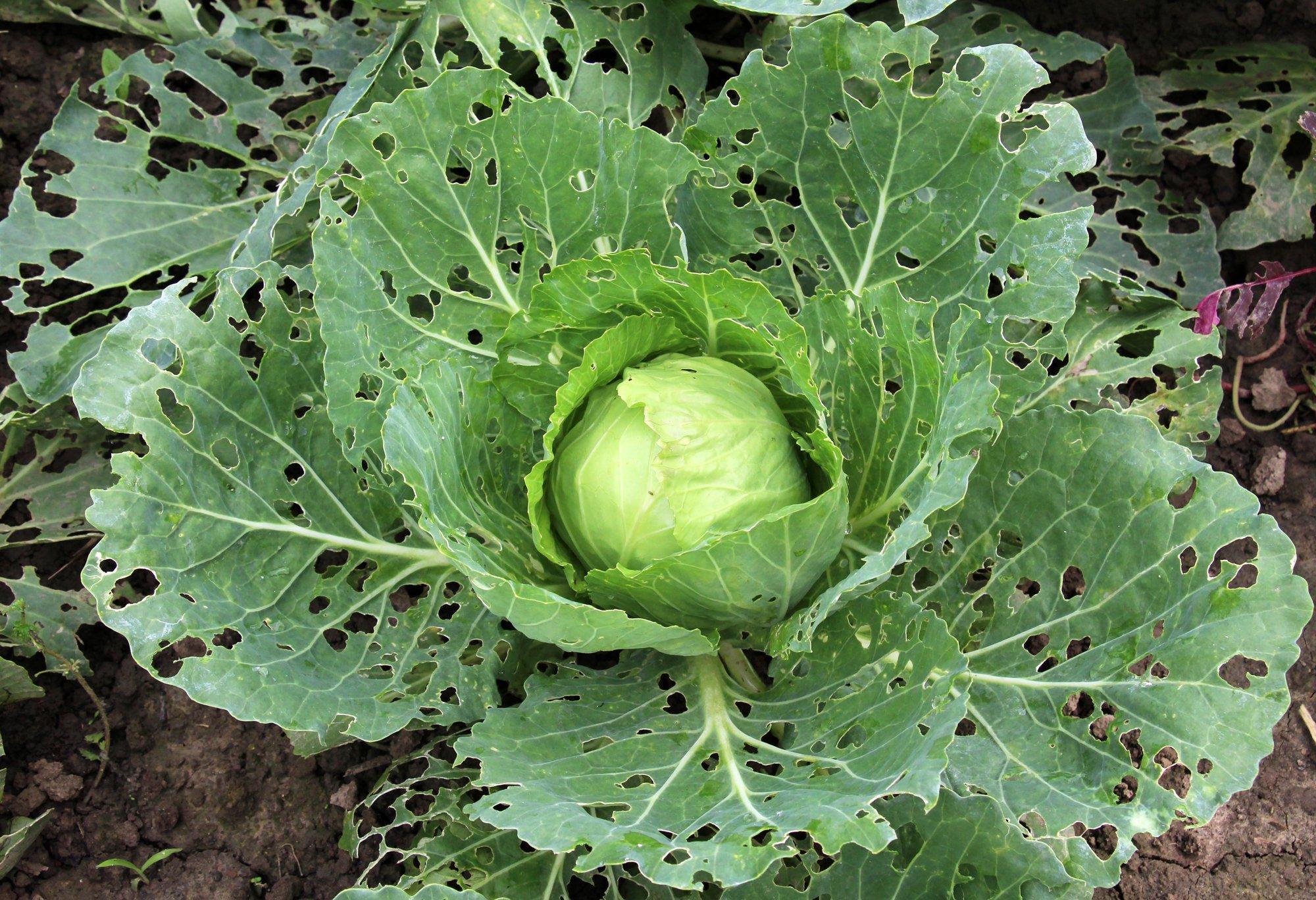 Võtke aega taimi vaadelda, et märgata kahjureid. Mida teha, et kogu saak ei saaks hävitatud?