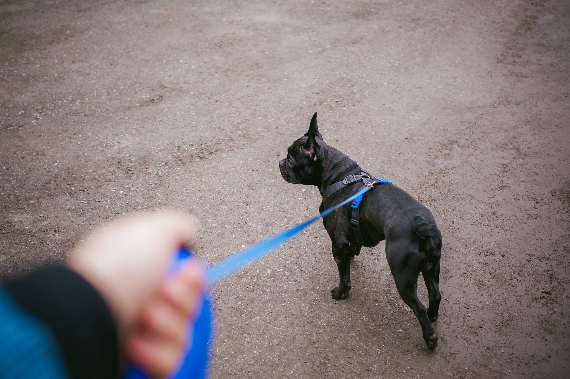 Õnnetused koertega pole flexi puhul harvad! Isekeriva rihma kasutamine nii, et kõik ellu jäävad