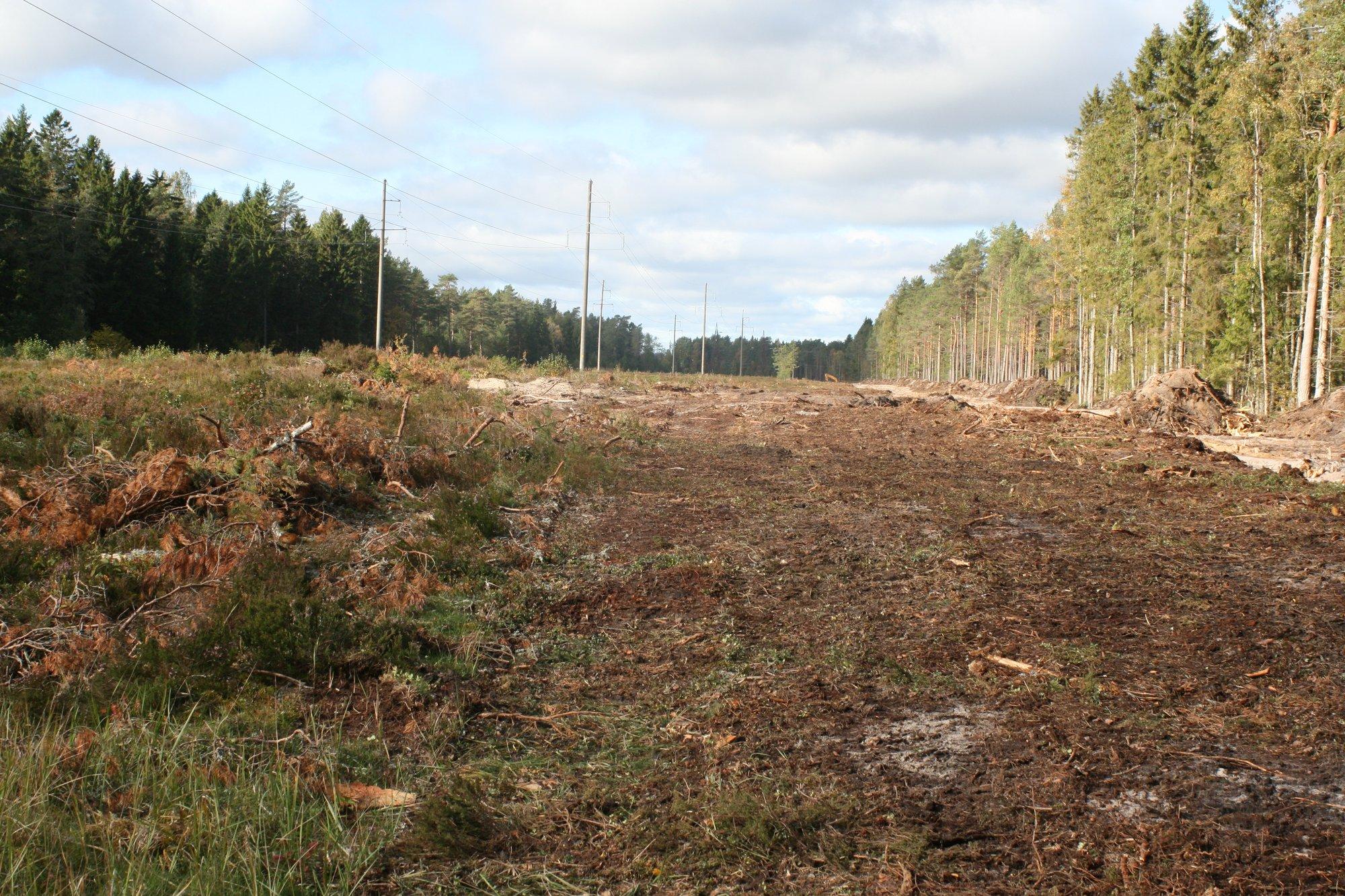 Metsaomanik peab tõendama, et tema puit ei pärine raadatud maadelt