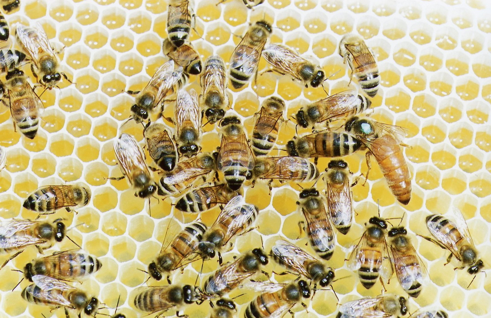 FOTOD | Kose alevikus kimbutas kohalikke mesilassülem. Kuidas sellises olukorras käituda?