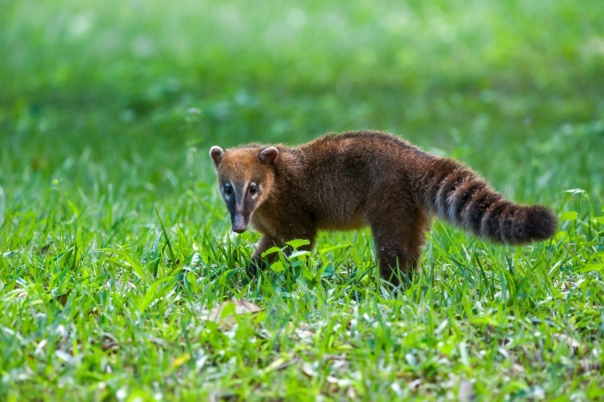 Võrumaal kaduma läinud eksootiline lemmikloom leiti pööningult hiiri püüdmas