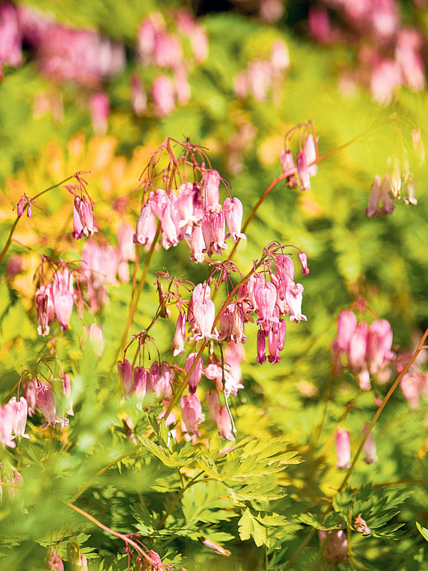10 ilusat ja vähenõudlikku ja talvekindlat püsikut niiskele kasvukohale