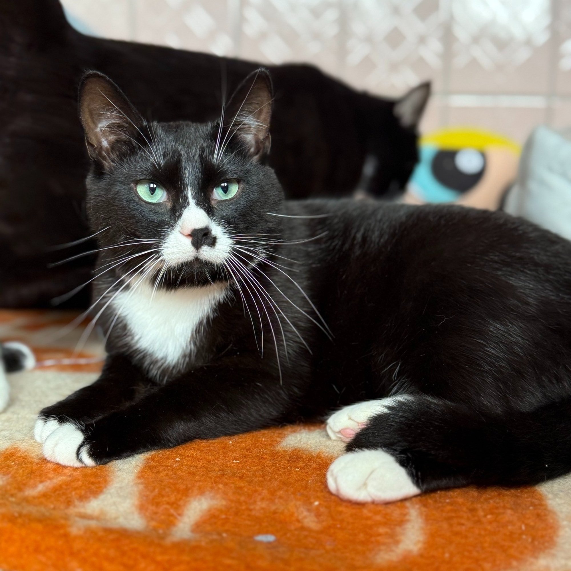 TAHAKS KOJU | Stiilne Leho on end ise üles töötanud mees, tema usaldus tuleb võita