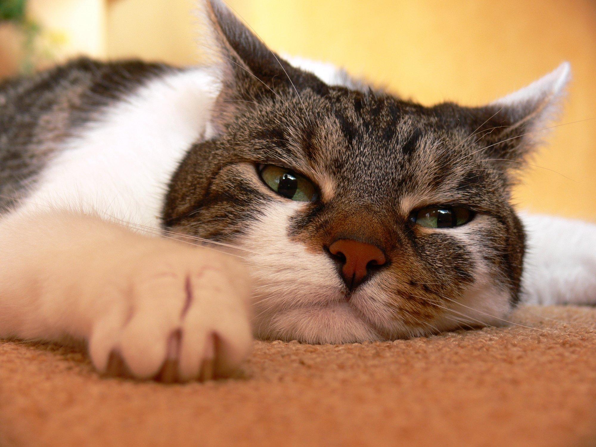 Kas ta elupäevad hakkavad lõppema? Võimalikud põhjused, miks kass peremeest järsku väldib