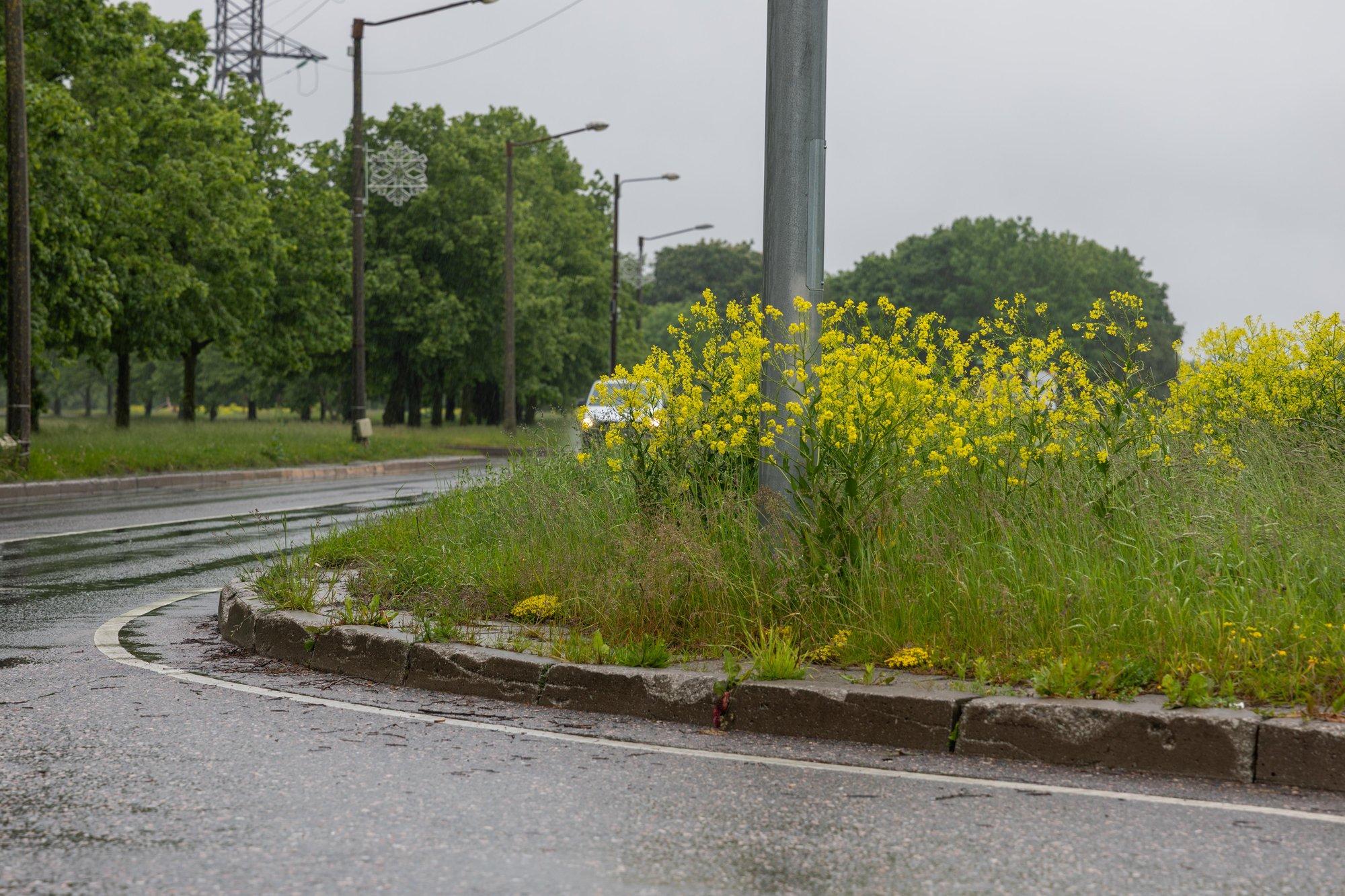 FOTOD | Taimemüür on pannud pitseri Lasnamäe liiklusele. Linlane: olukord on ohtlik
