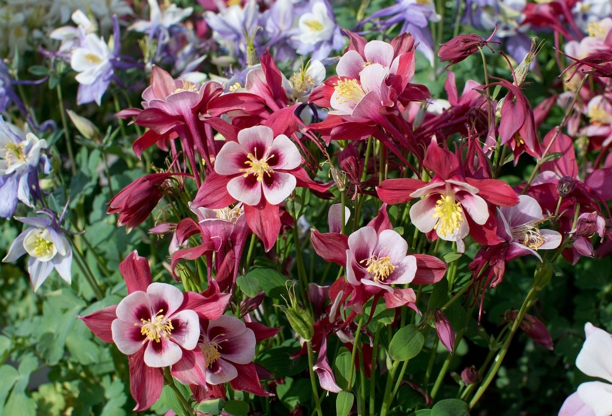 Vähenõudlikud kurekellad õitsevad sobival kasvukohal igal suvel rikkalikult