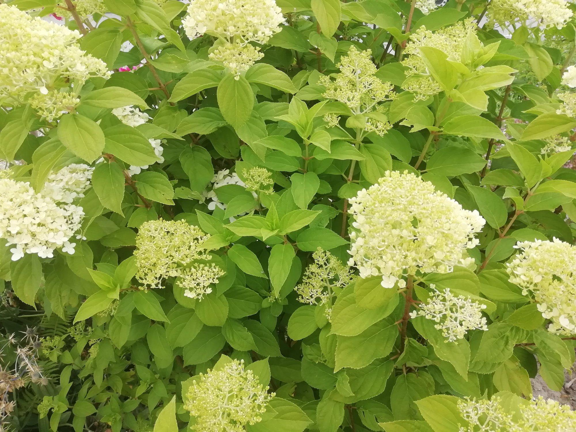 Lugeja küsib: miks muutuvad mu hortensiate lehed laiguliseks?