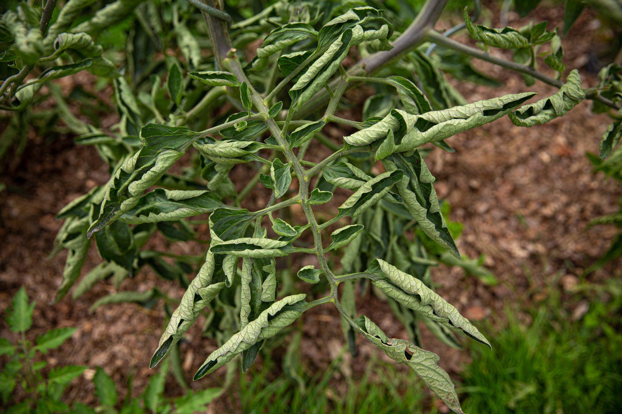 LUGEJA KÜSIB | Miks lähevad tomatilehed krussi ja kuivavad ära?