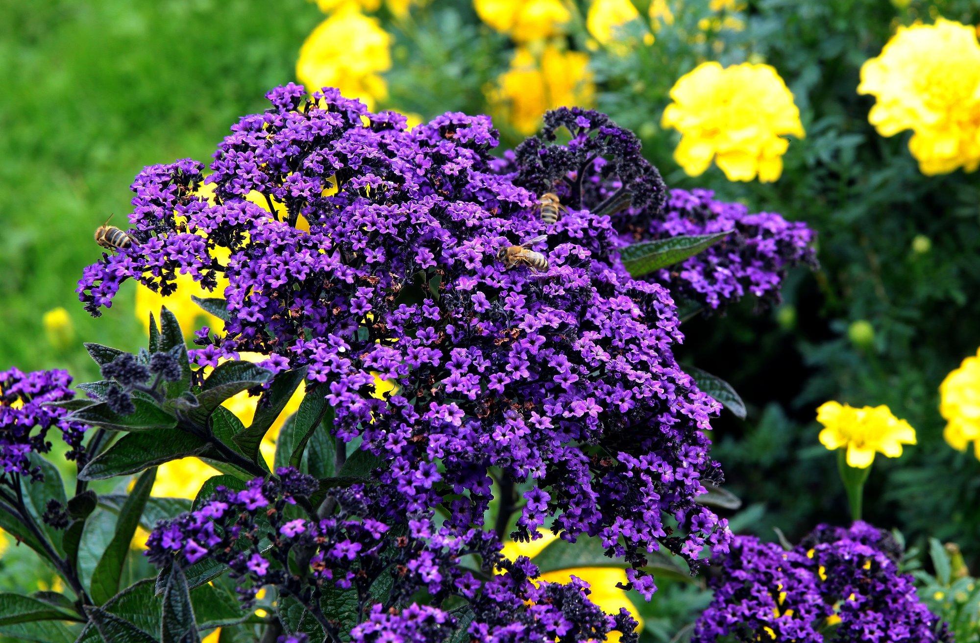 Heliotroop näitab oma kauneid lillasid õisi terve suve kuni sügiskülmadeni välja