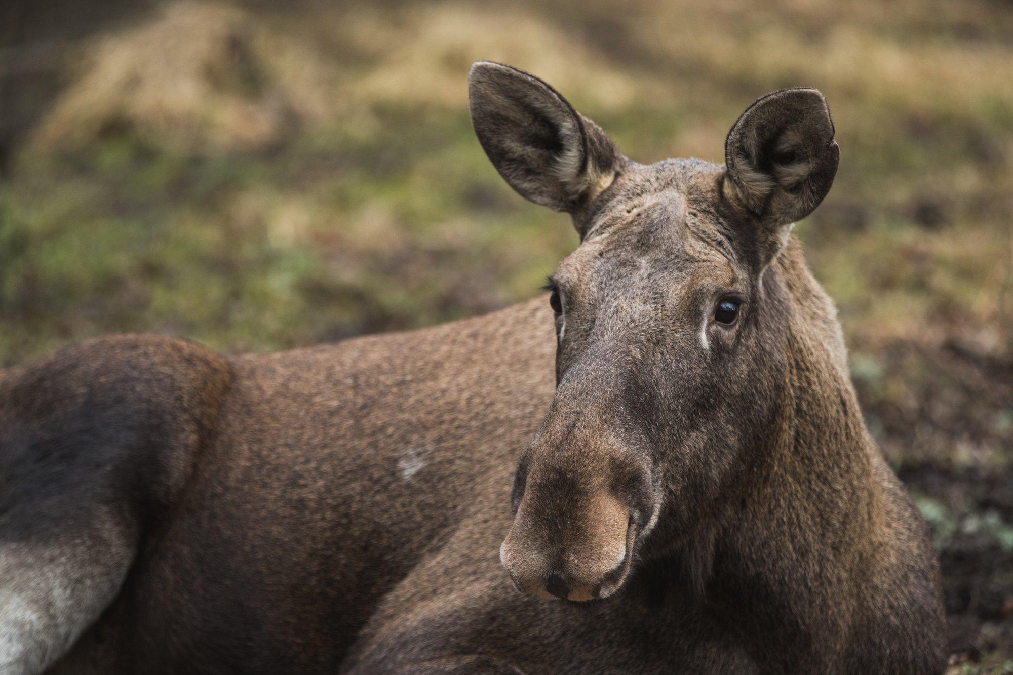 FOTO | Põder nautis Kohtla-Nõmmel „spaamõnusid“: mudavann paistis loomale õige meeldivat