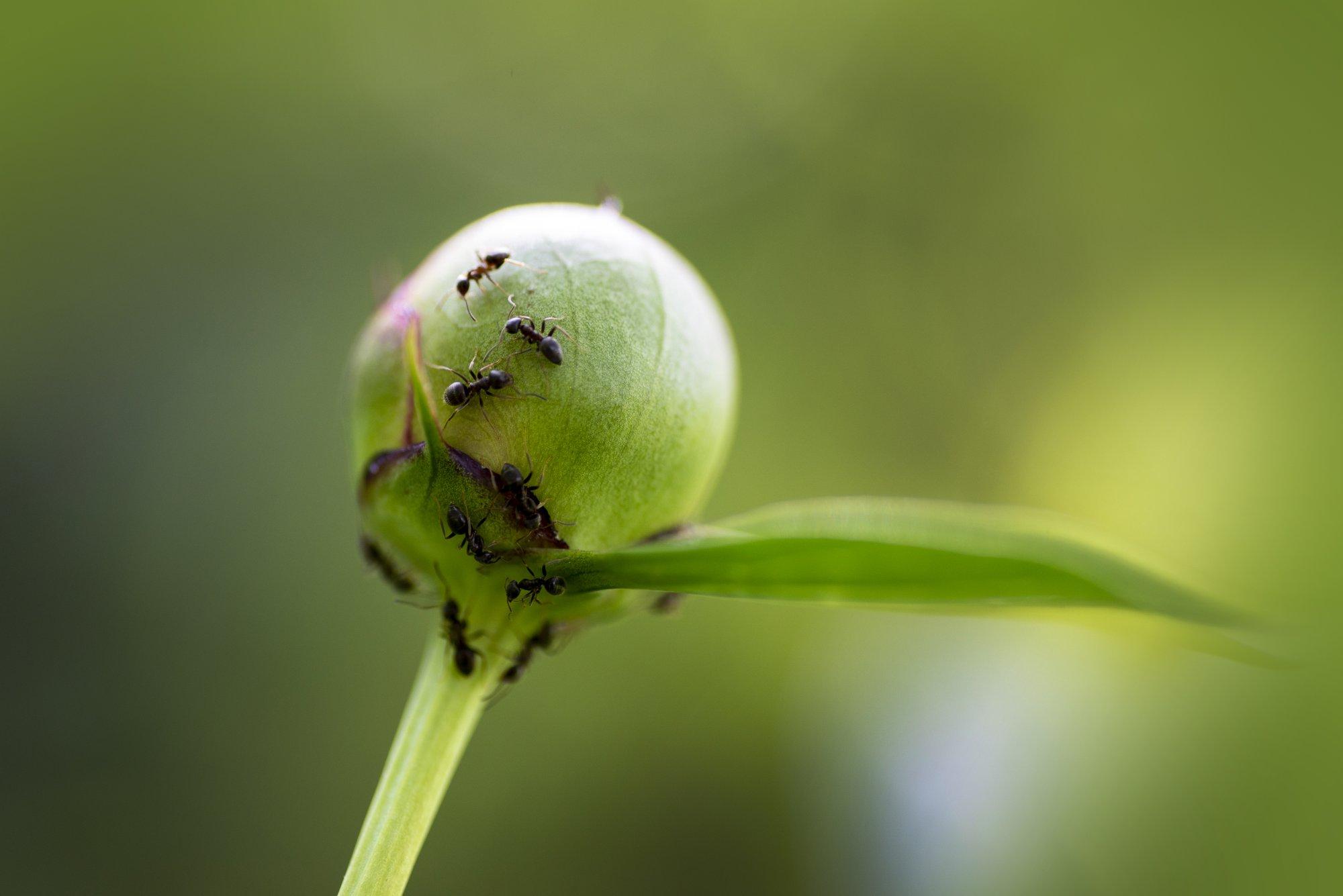 Spetsialistid annavad nõu, kuidas koduaias ohutult sipelgaid tõrjuda