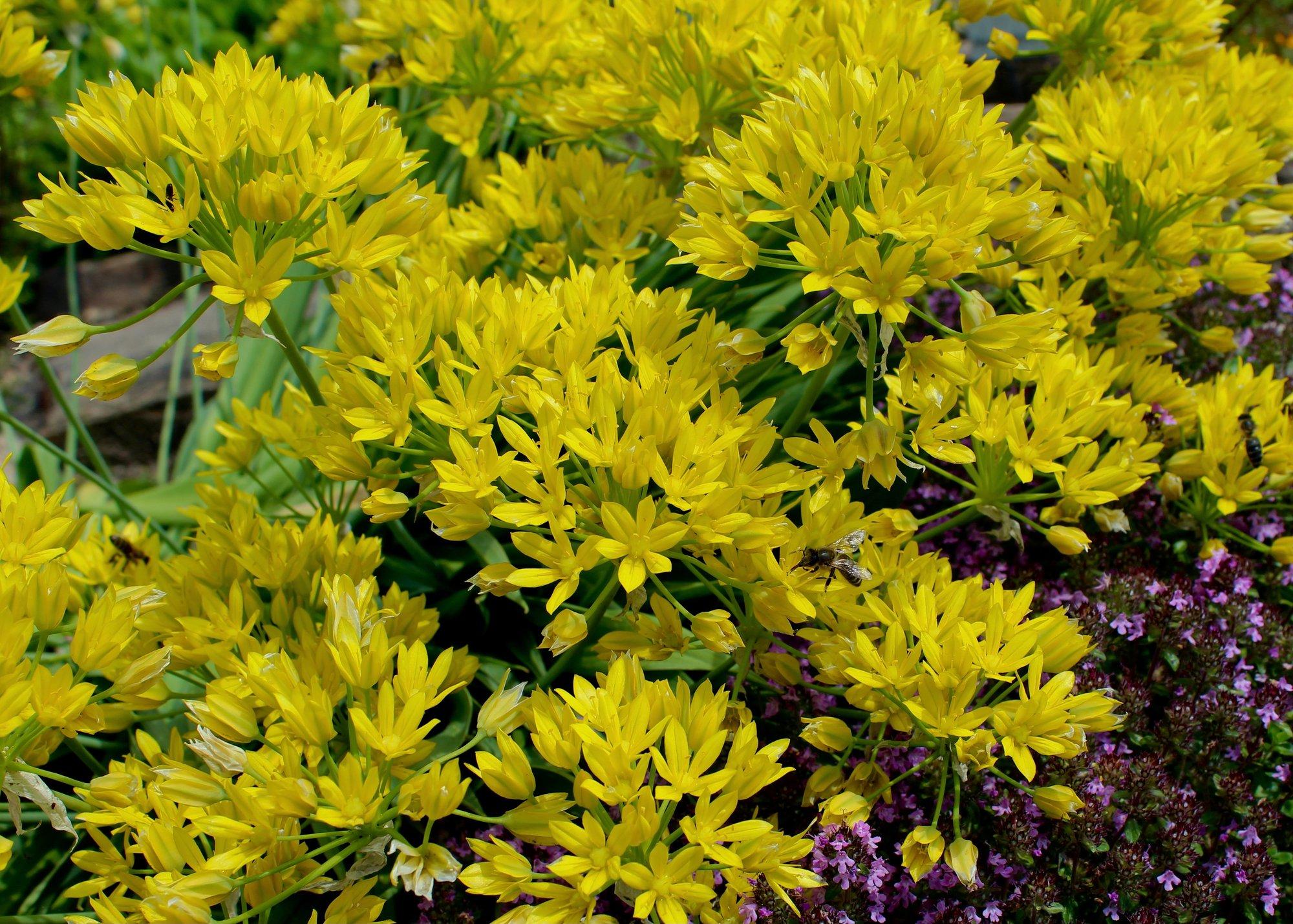 Kuldlauk on säravkollaste õitega vähenõudlik kaunitar lillepeenras