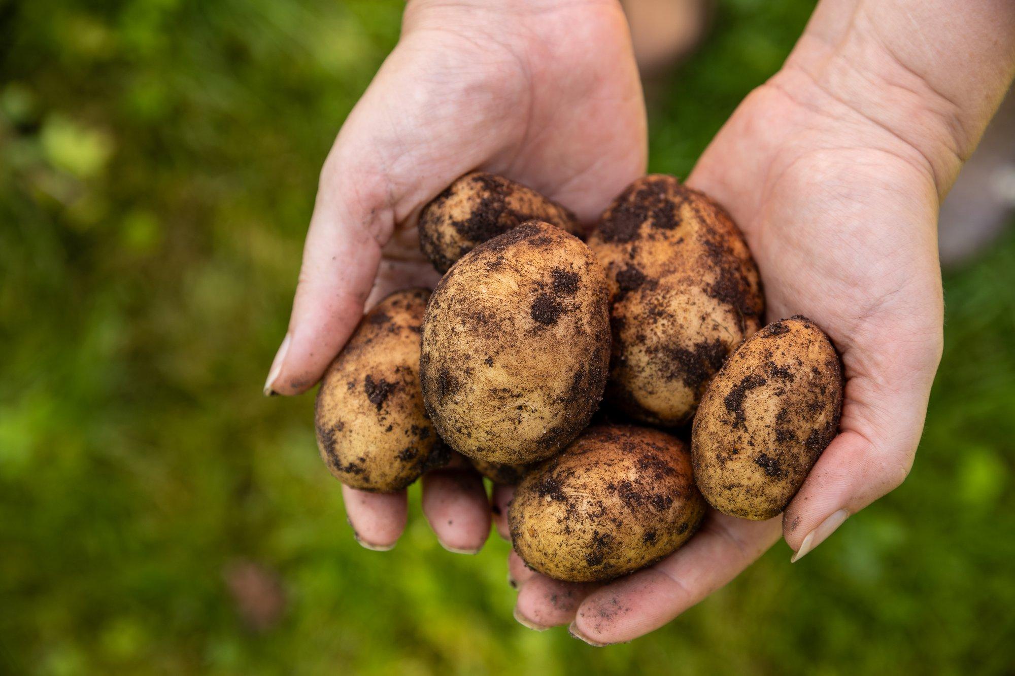Miks kartulid keetes halliks või siniseks lähevad?