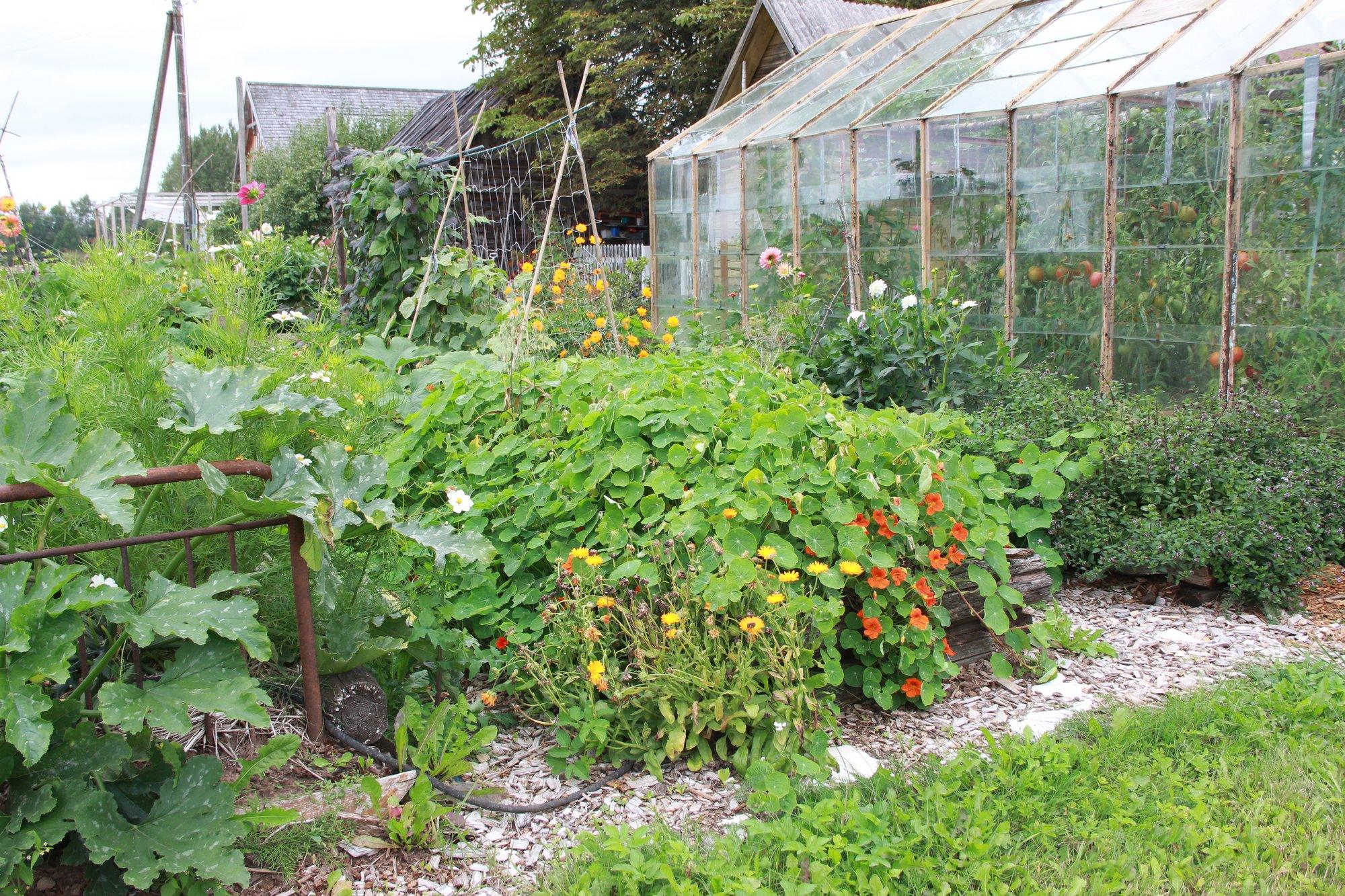 TARK AED | 6. osa. Kasvuhoones saab mõne lihtsa ümberkorraldusega oma tööd vähendada