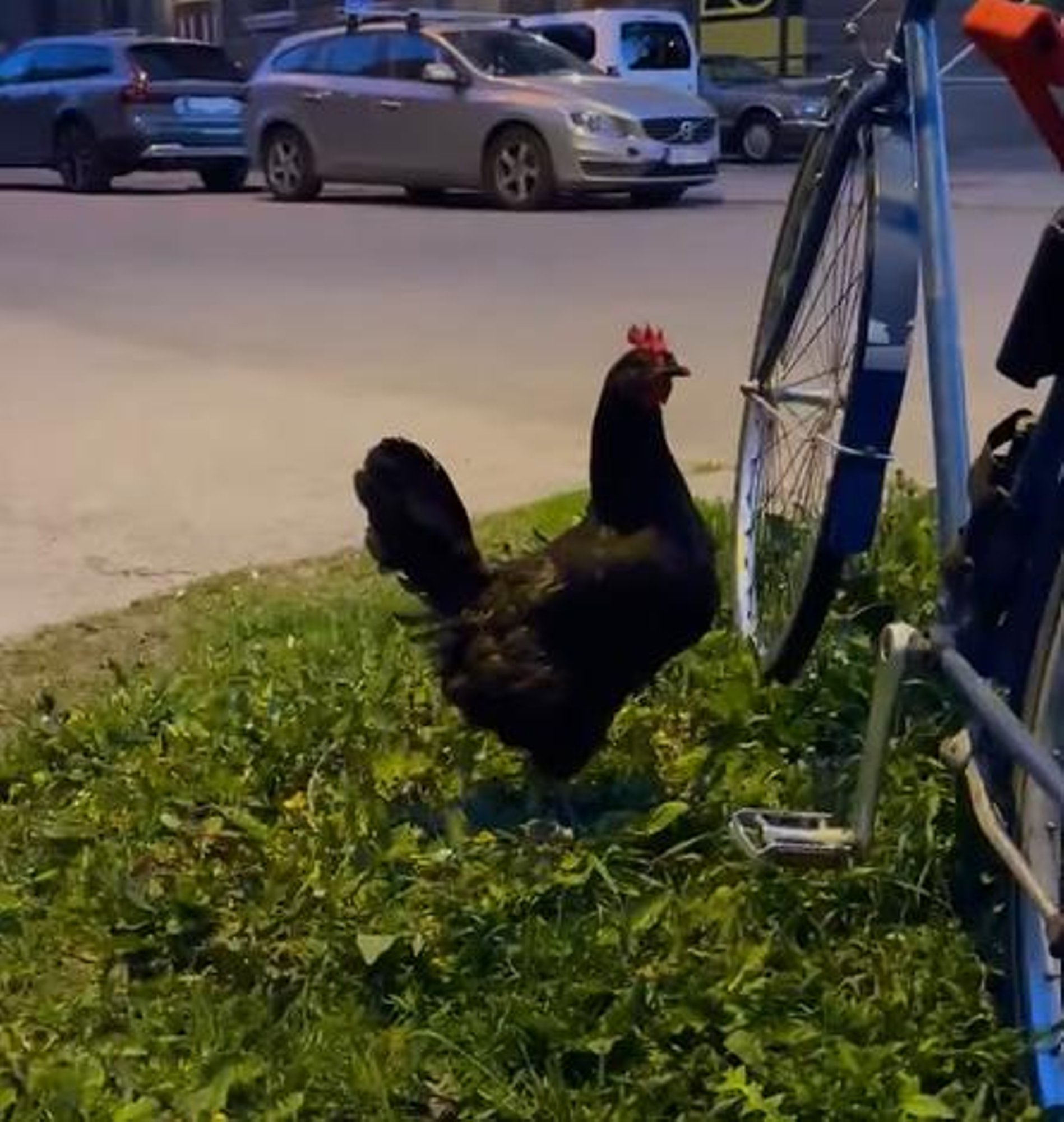 VIDEO | Kalamaja tänavatel jalutas ringi aiast põgenenud kana