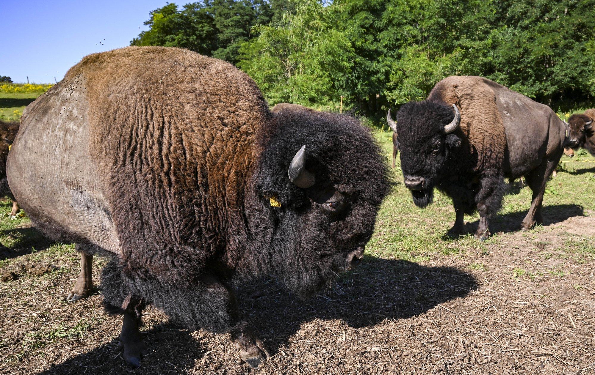 Soomes hulkus poolteist nädalat ringi piisonikari, kolm looma tuli turvakaalutlustel tappa