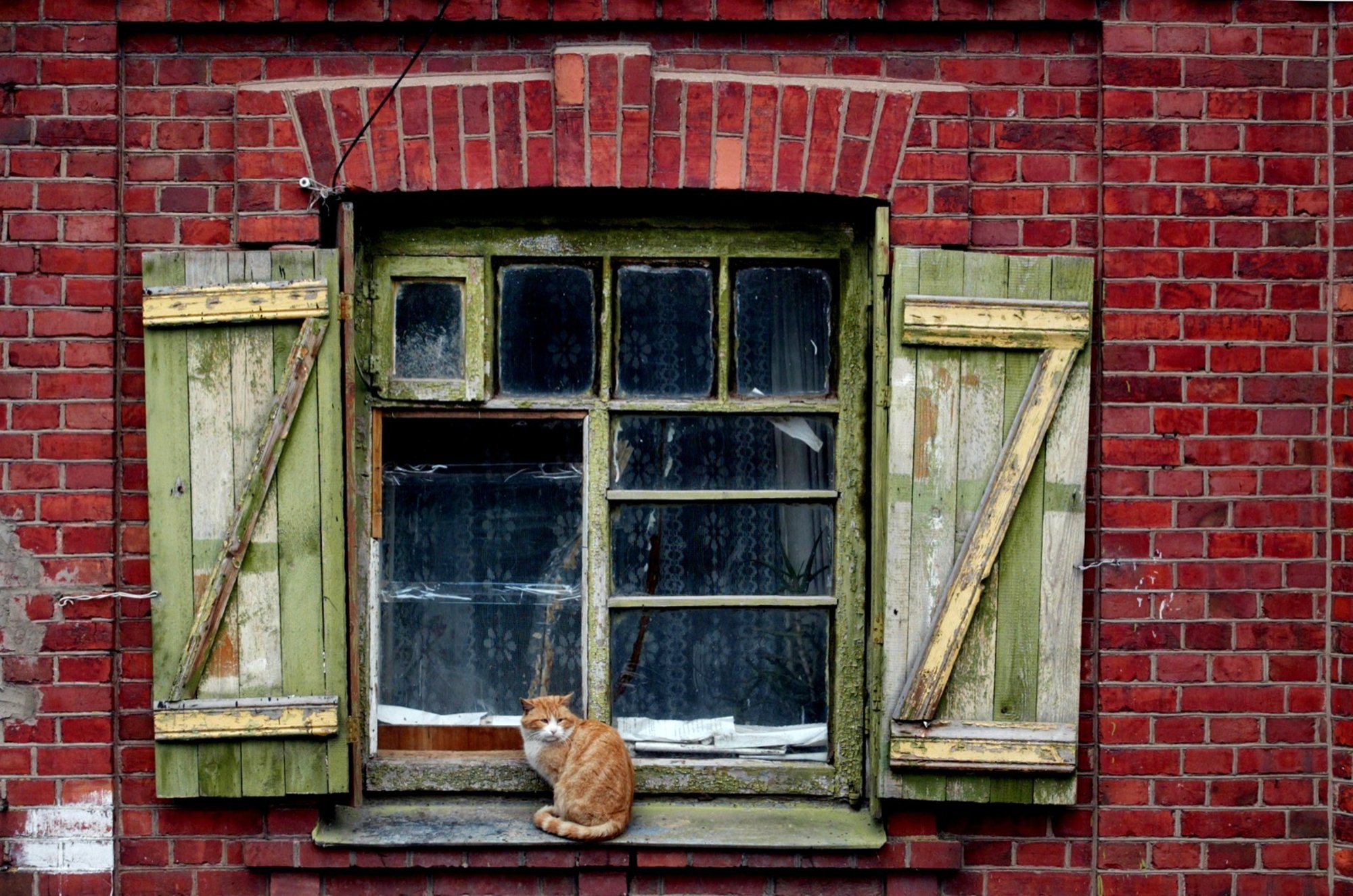 Varjupaikade MTÜ: Eesti riigis ei tohiks olla sellist nähtust nagu ilma omanikuta kass