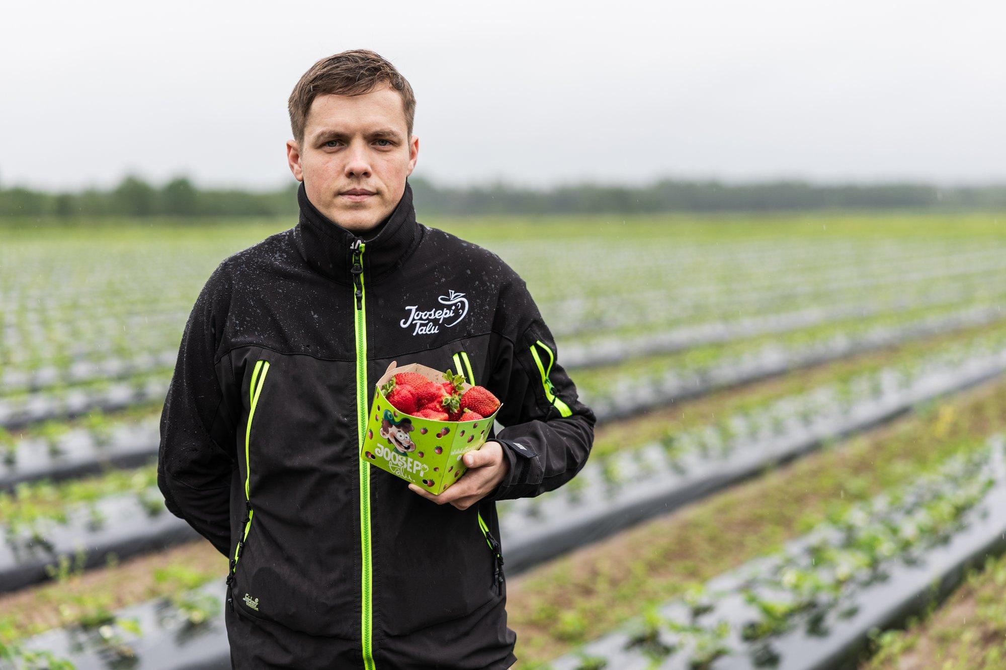 Talunik ebaõiglusest: „Poola maasikat, mida on pritsitud meil keelatud vahendiga, võib Eestis turustada küll“