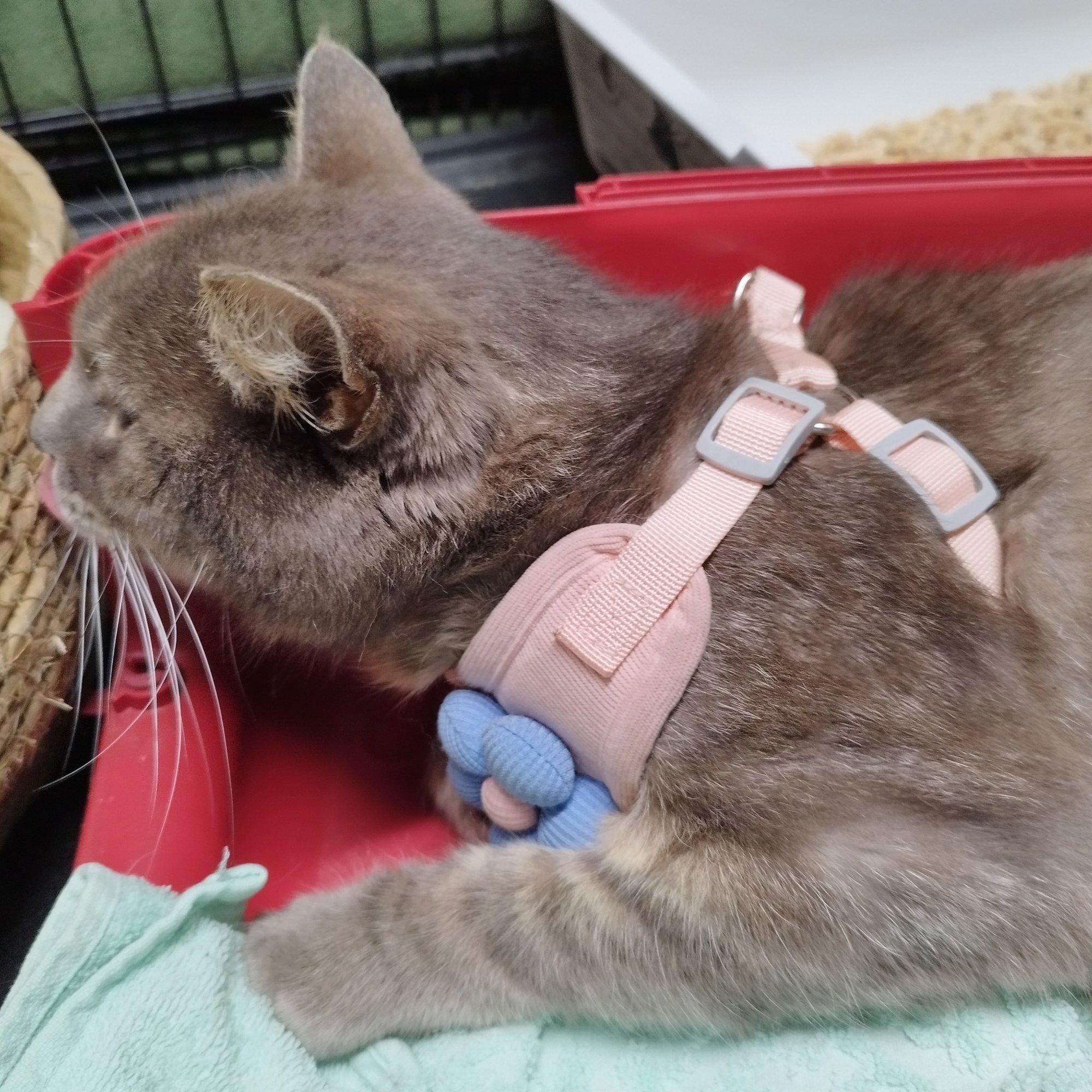 10aastane tüdruk on saarlastele pinnuks silmas, sest varastab nii kasse kui nende annetusraha