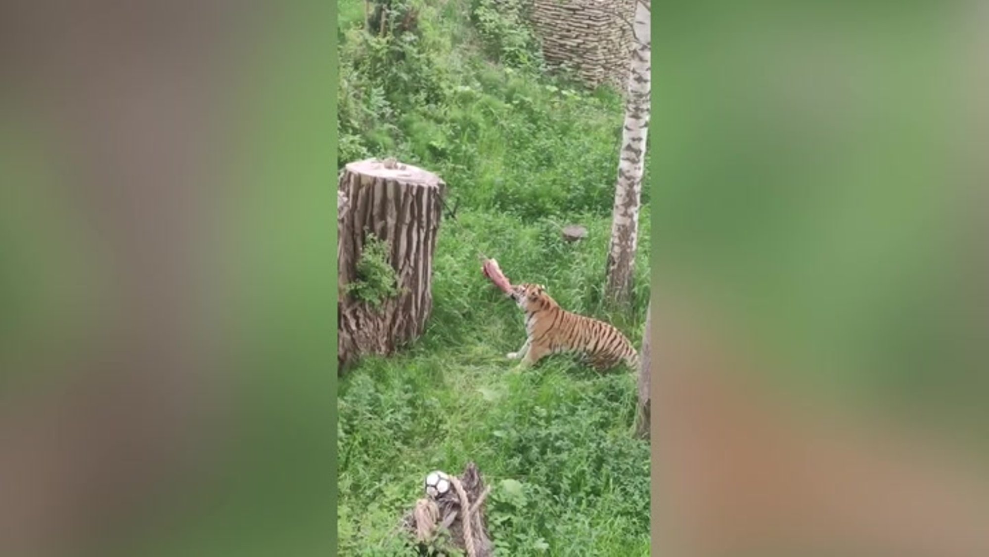 VIDEO | Liha ei annagi kätte! Vaata, kuidas Tallinna loomaaia tiigril elu huvitavaks tehti