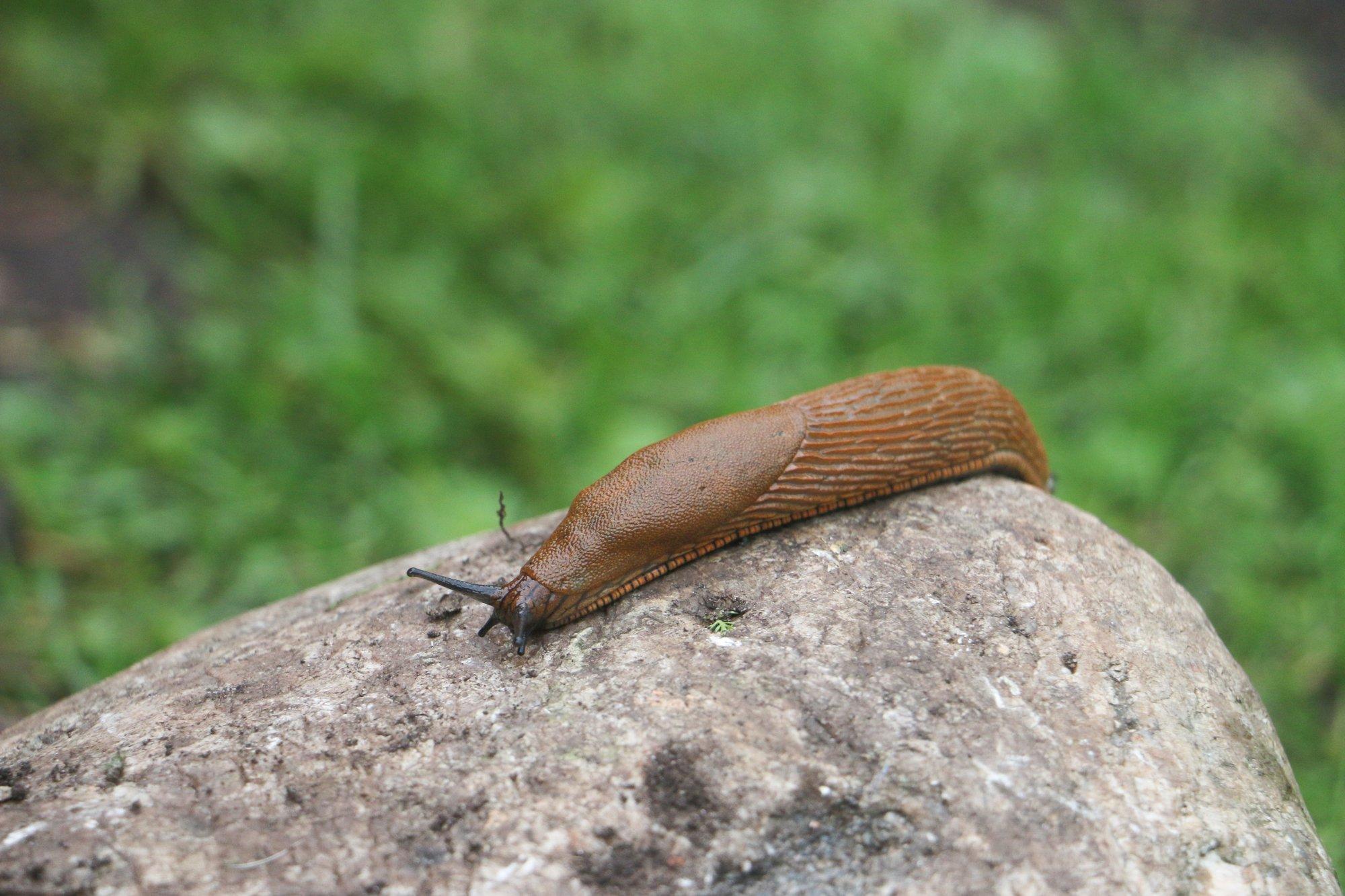 KÜSITLUS | Lusitaania tigude uputus! Mis on rekordarv tigusid, mida oled ühel päeval korjanud?