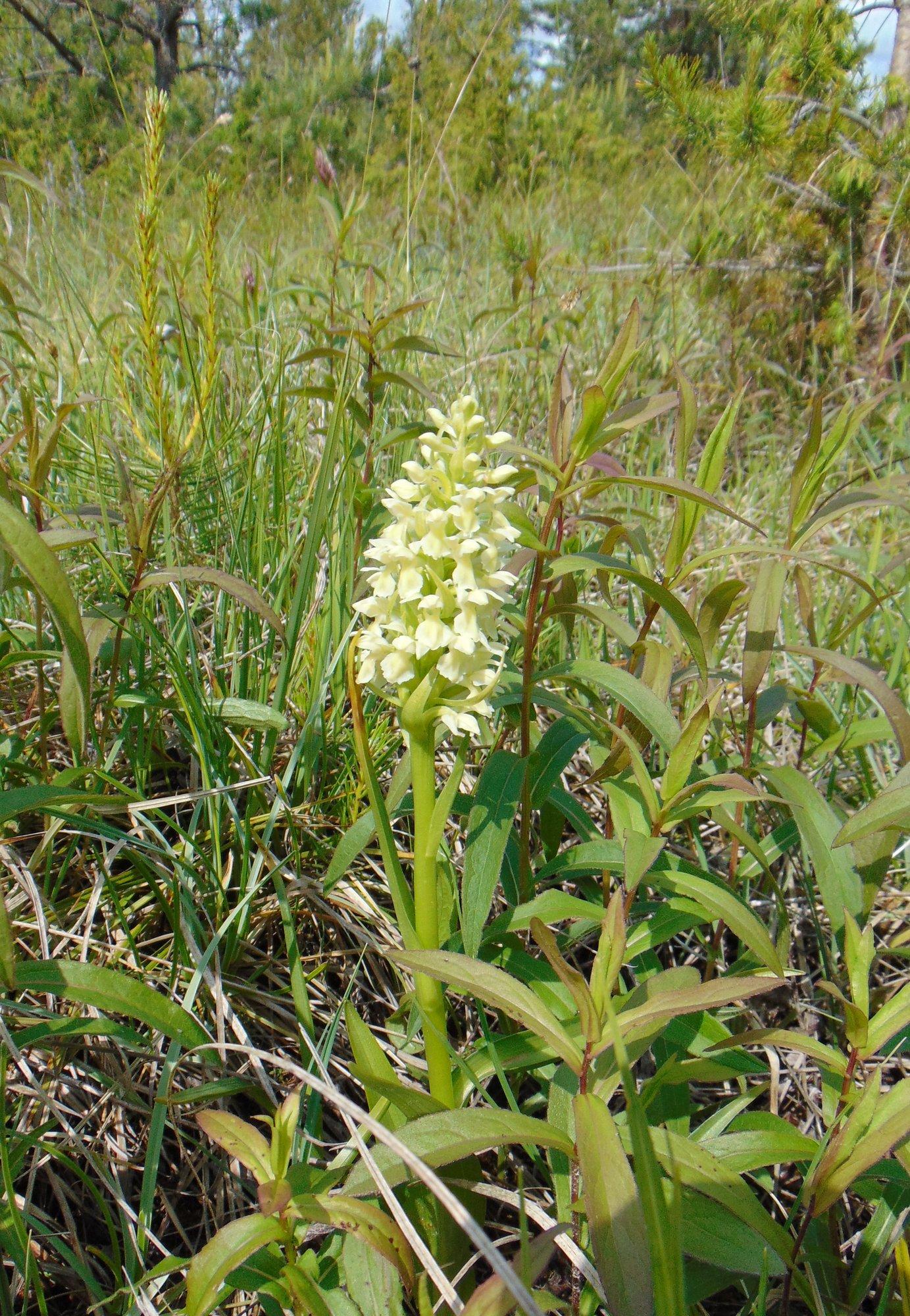Kollakat ja täpilist sõrmkäppa on lihtne ära tunda