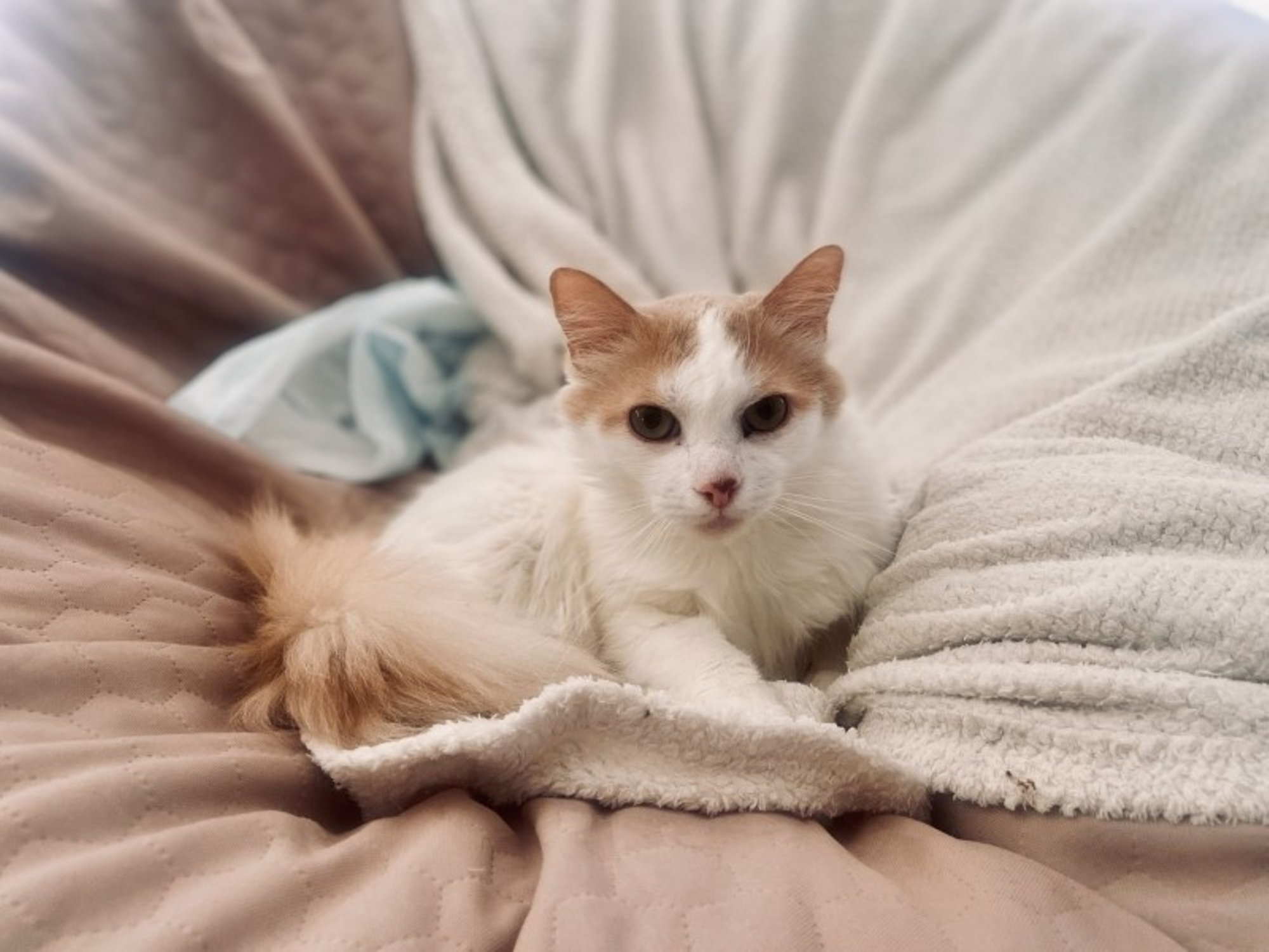 Tobias lakkas pissimast ja vaevles valudes, tema tee viis kiirkorras arstile