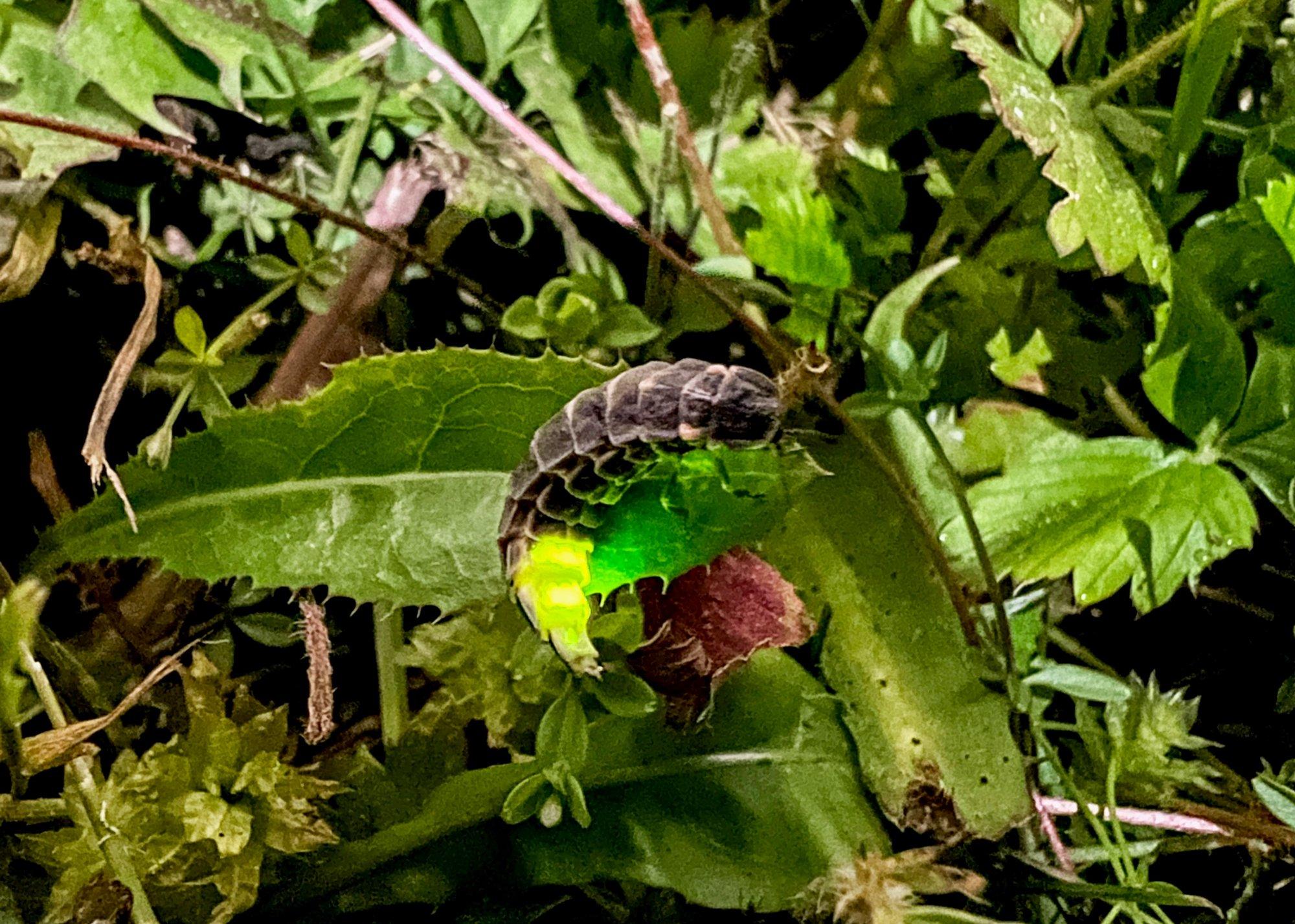 JAANIAEG | Laterna kombel helendav jaaniuss meelitab ligi paarilist, kuid armuõnn jääb lühikeseks