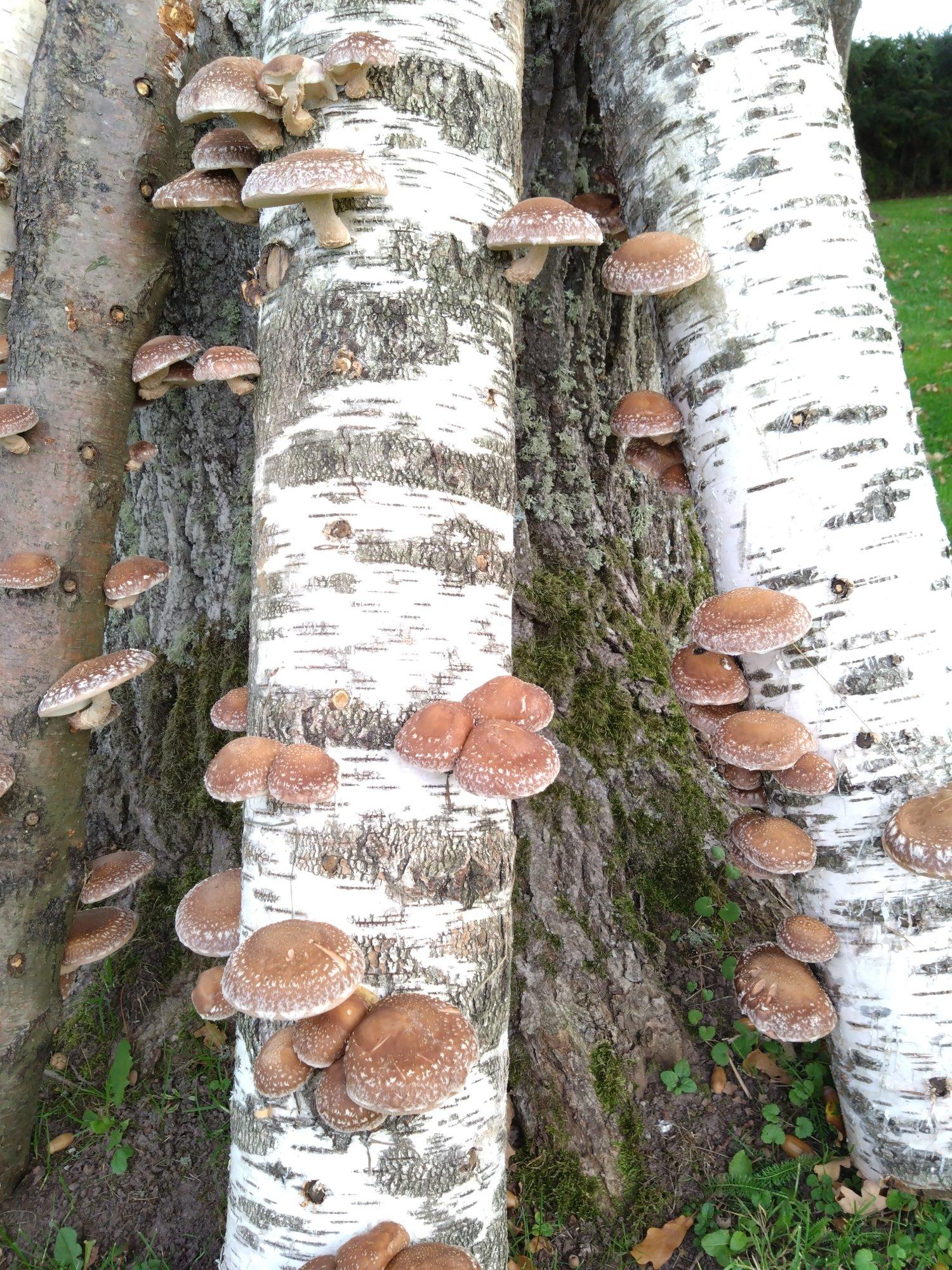Šiitake seente koduaias kasvatamine sobib katsetamiseks edasijõudnutele